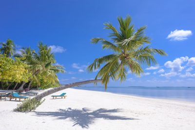 photo of coconut trees on seashore